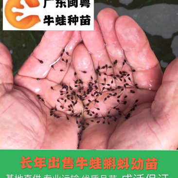 牛蛙蝌蚪苗牛蛙幼苗小圆头场地直销水产养殖
