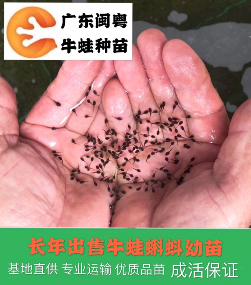 牛蛙蝌蚪苗牛蛙幼苗小圆头场地直销水产养殖
