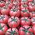 硬粉西红柿【热卖中】产地直供现摘现发货源充足质量保证
