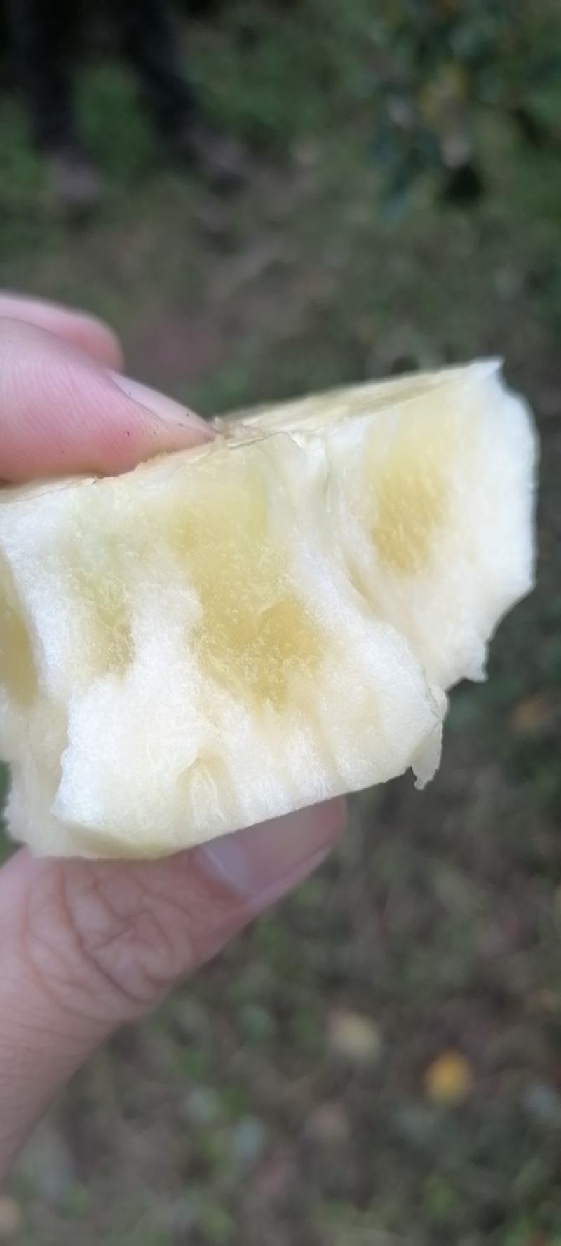 精品【高山糖心丑苹果】红富士对接各大电商团购商超批发市场