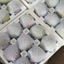 平陆九头玉露香梨大梨