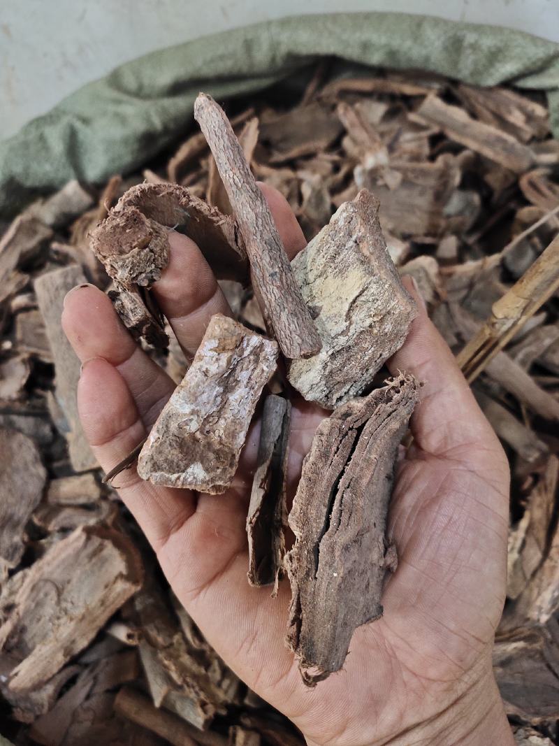 野生土槿皮土荆皮新货大量供应