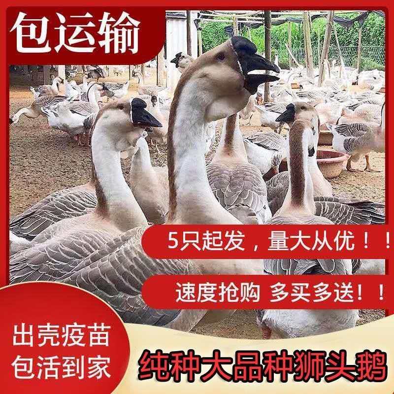 纯种狮头鹅苗假一罚十。本公司常年出售狮头鹅苗，