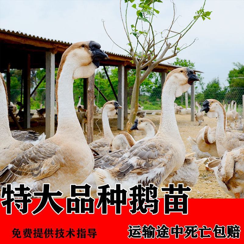 纯种狮头鹅苗假一罚十。本公司常年出售狮头鹅苗，