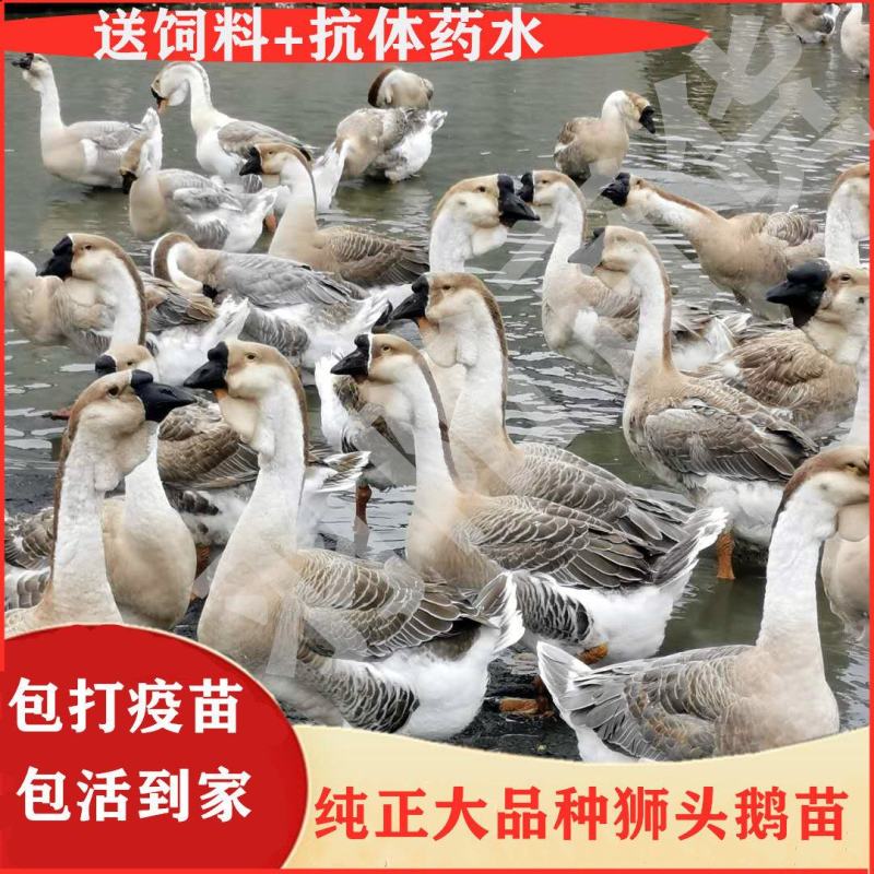 纯种狮头鹅苗假一罚十。本公司常年出售狮头鹅苗，