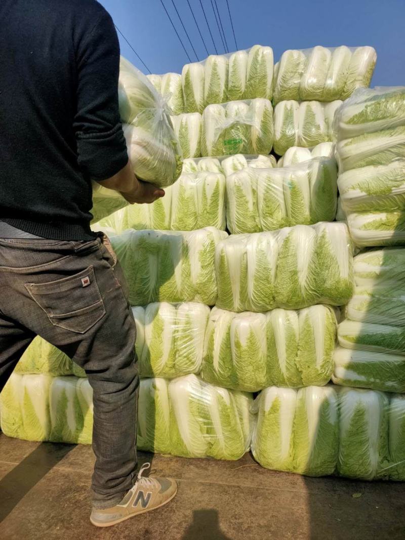 北京新三号大白菜大量供应中，加工厂，商超及市场批发用货
