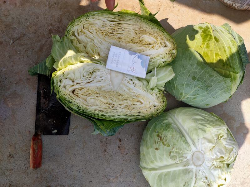加工厂货市场货京丰一号可散装可袋装