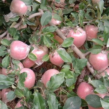 郑州市中牟县红富士苹果大量上市对外批发价格实惠质量保证
