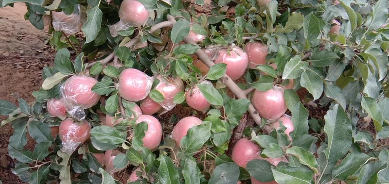 郑州市中牟县红富士苹果大量上市对外批发价格实惠质量保证