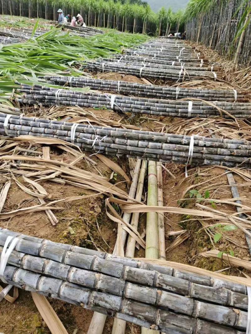 广西黑皮甘蔗产地直发质量保证口感清甜可提供免费回头车