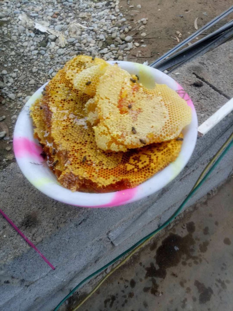 一年割一次的土蜂蜜（包邮）