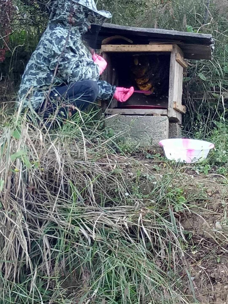 一年割一次的土蜂蜜（包邮）