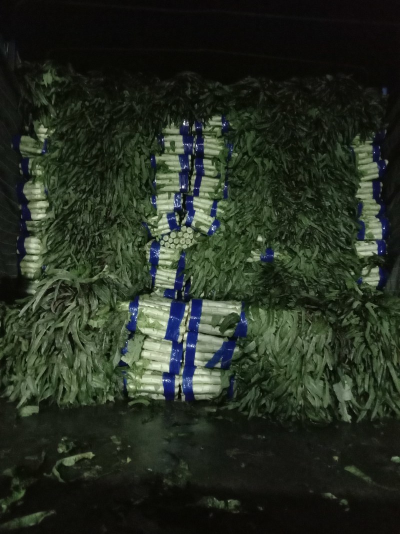 大量莴苣山东郯城红尖叶大量上市单颗斤半左右不空