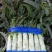 大量莴苣山东郯城红尖叶大量上市单颗斤半左右不空