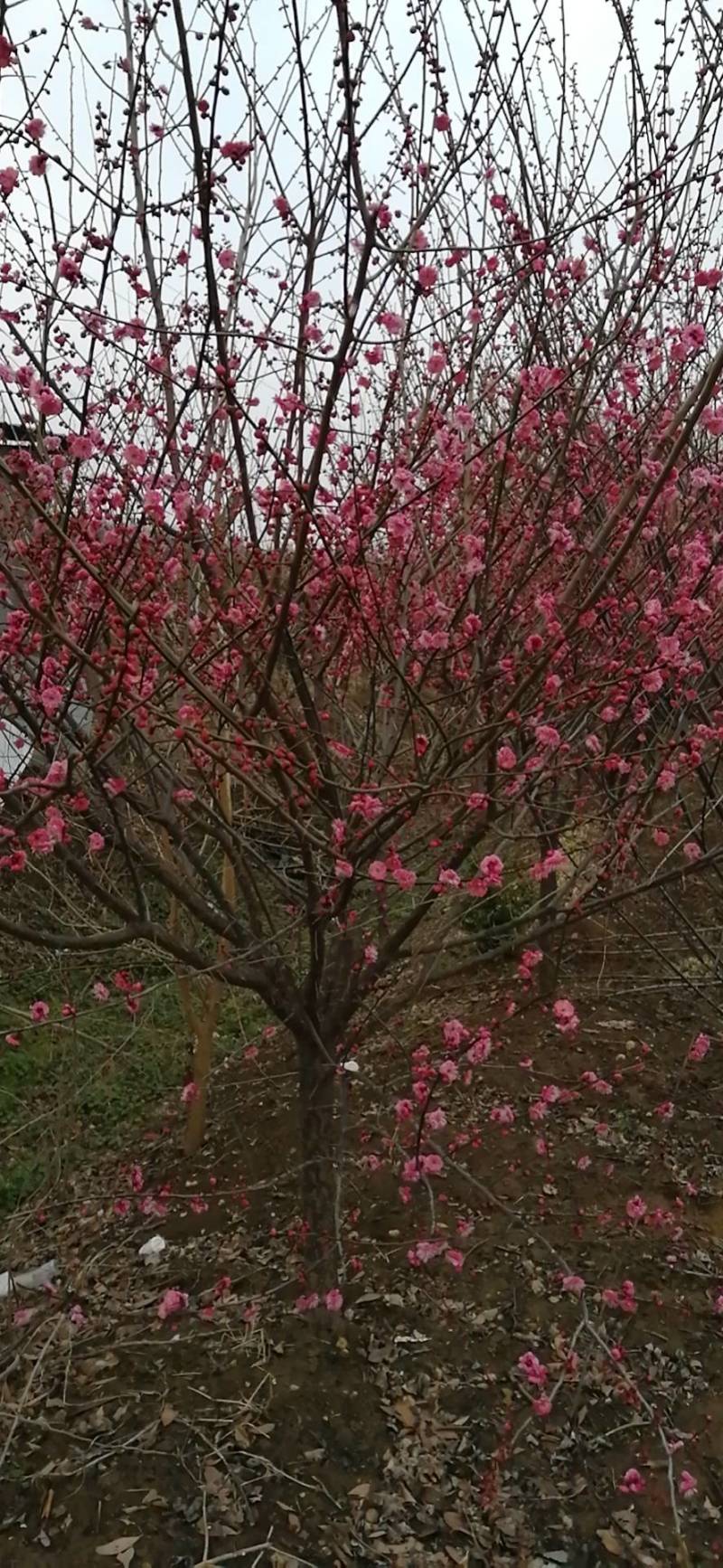 红梅花树，花色鲜艳，成活率高，抗冻性强，诚信合作