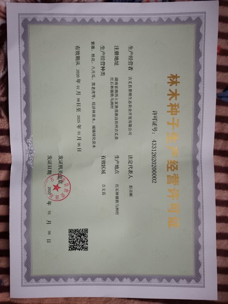 少籽皮薄高产八月瓜紫苗，一百株送九株，包成活包回收
