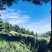 云南原生态野生落水松子