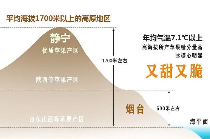 静宁县山地红富士供应