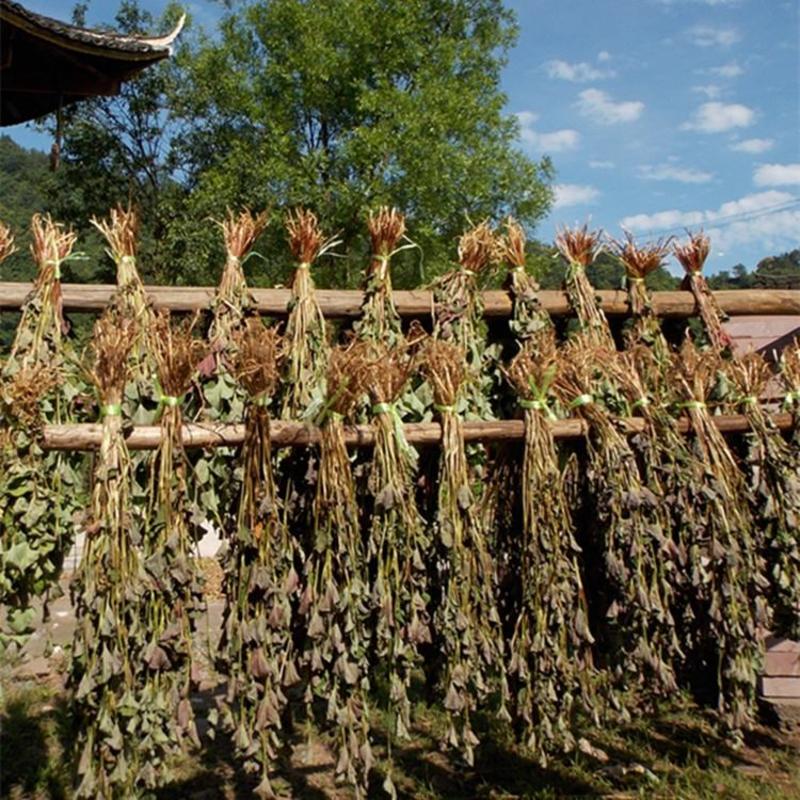 鱼腥草新鲜干货折耳根中草药鱼腥草干泡茶泡水