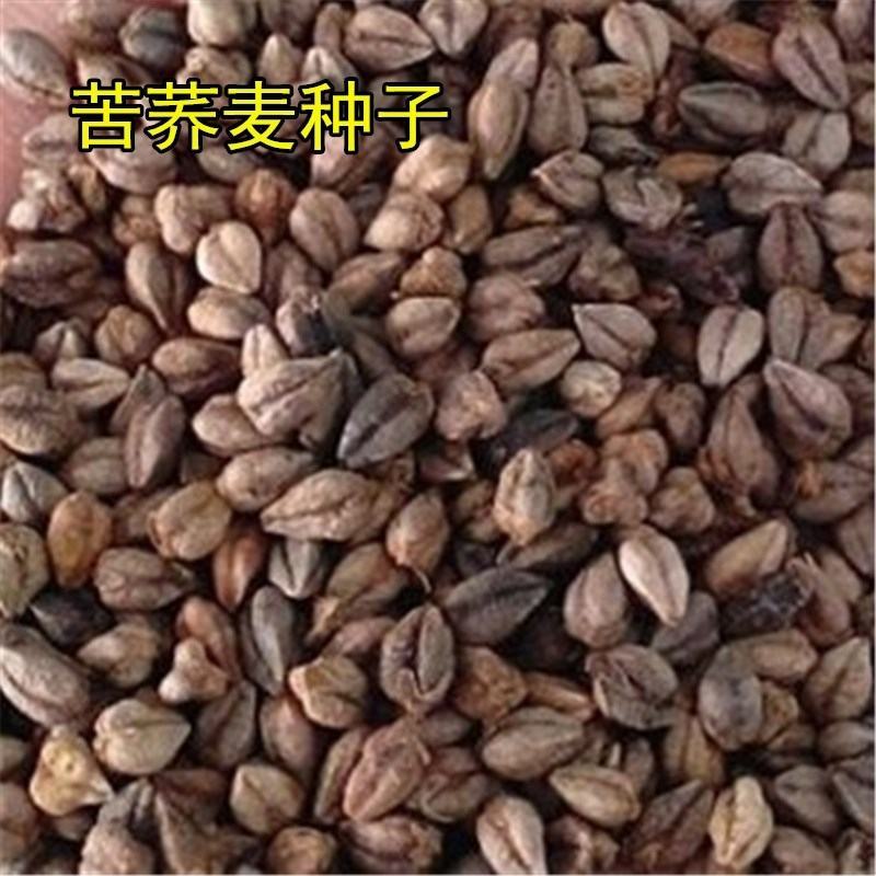 荞麦种子