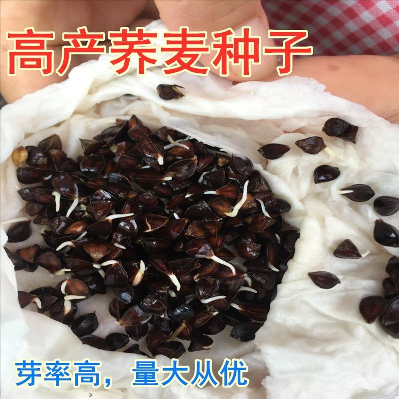 荞麦种子