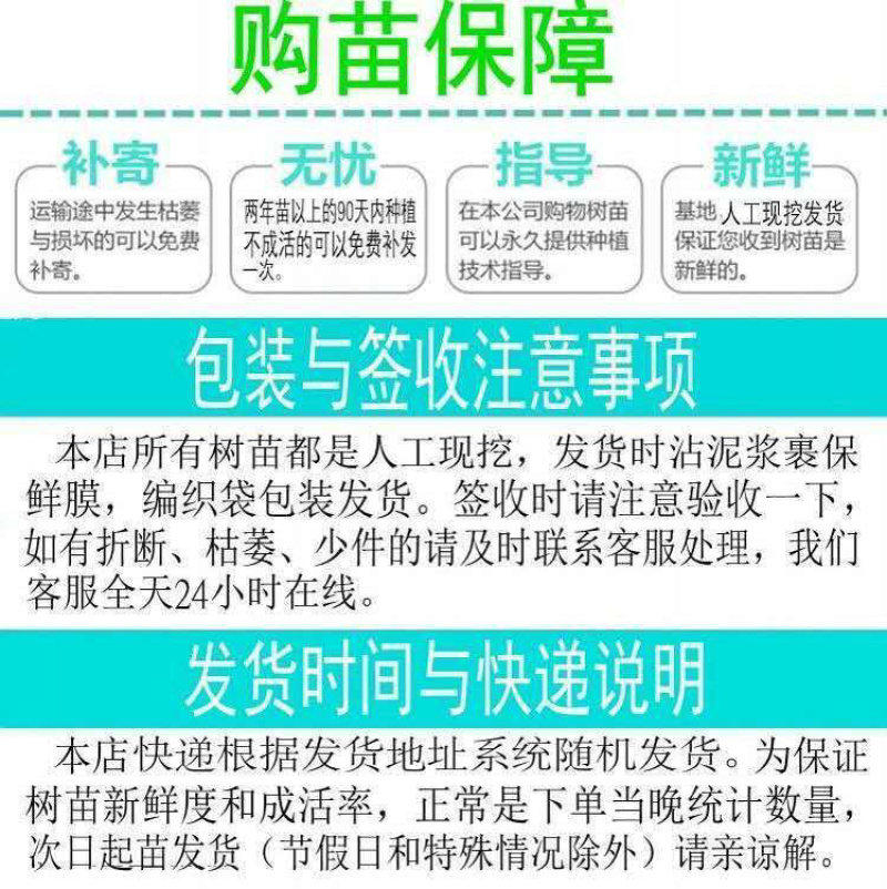 冬桃树苗晚熟桃树苗特大冬桃秋彤沂蒙霜红果树苗盆栽地栽结果