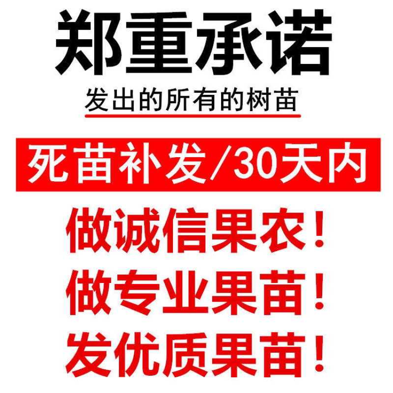 冬桃树苗晚熟桃树苗特大冬桃秋彤沂蒙霜红果树苗盆栽地栽结果