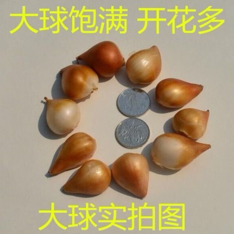 郁金香郁金香种球用生