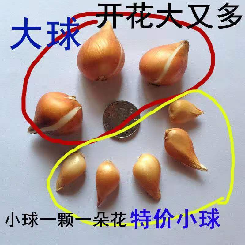 郁金香郁金香种球用生