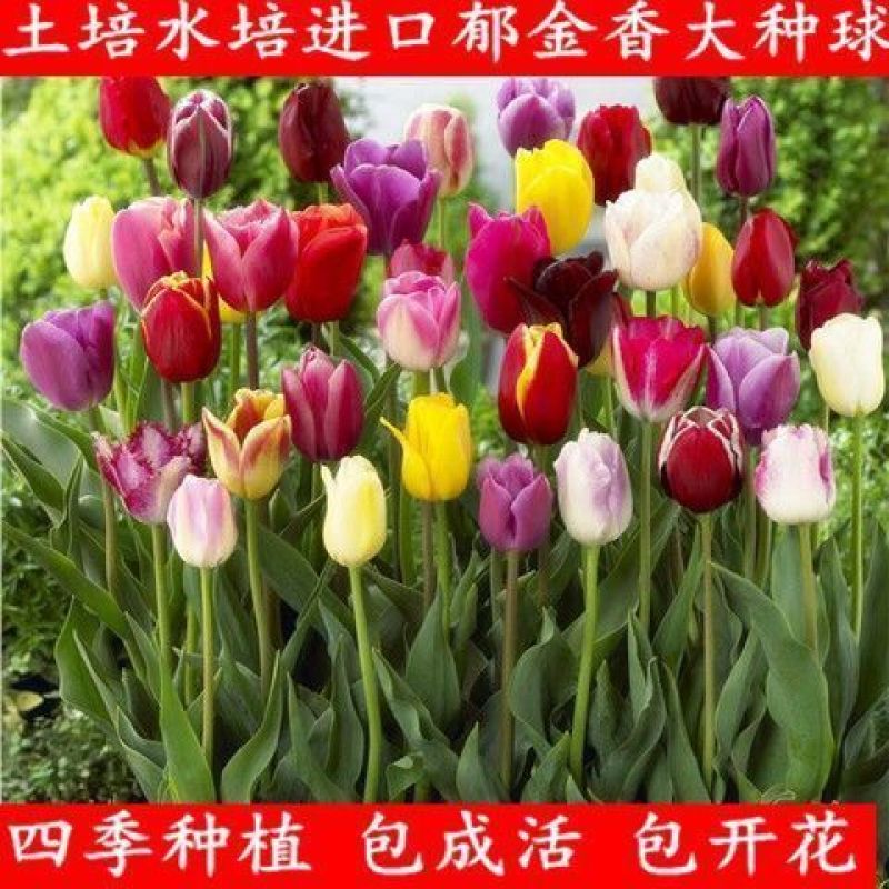 郁金香郁金香种球用生