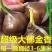 郁金香郁金香种球用生