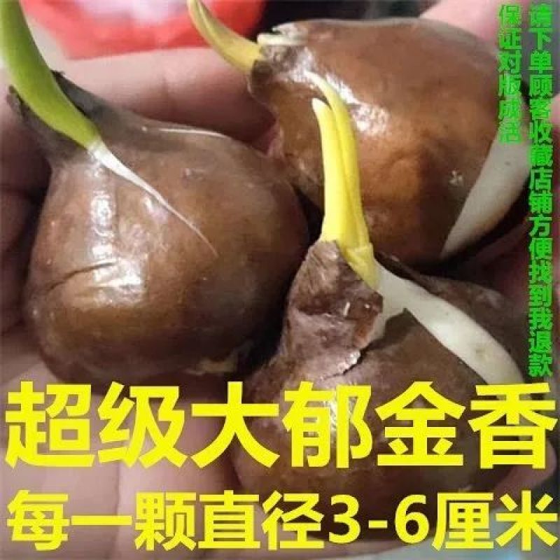 郁金香郁金香种球用生