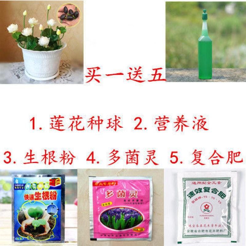 郁金香郁金香种球用生
