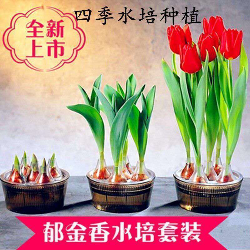 郁金香郁金香种球用生