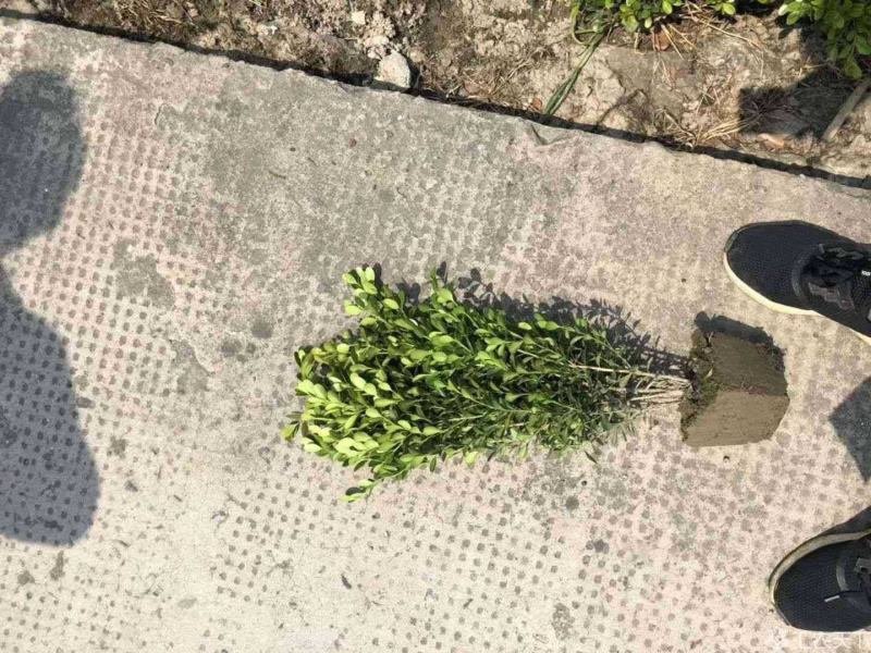 精品瓜子黄杨毛球大量出售苗圃直发质量保证全国发货