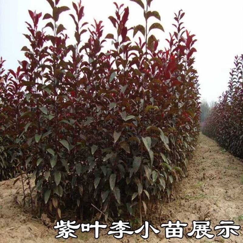 红叶李红叶李苗红叶李小苗红叶李树苗又叫紫叶李包邮！