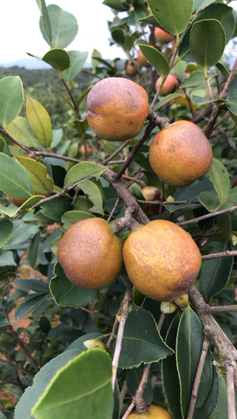 高产油茶树．带土球油茶苗、大山茶树苗．绿化苗．