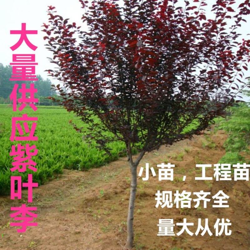 红叶李苗又叫紫叶李苗紫叶李树苗紫叶李小苗红叶李小苗