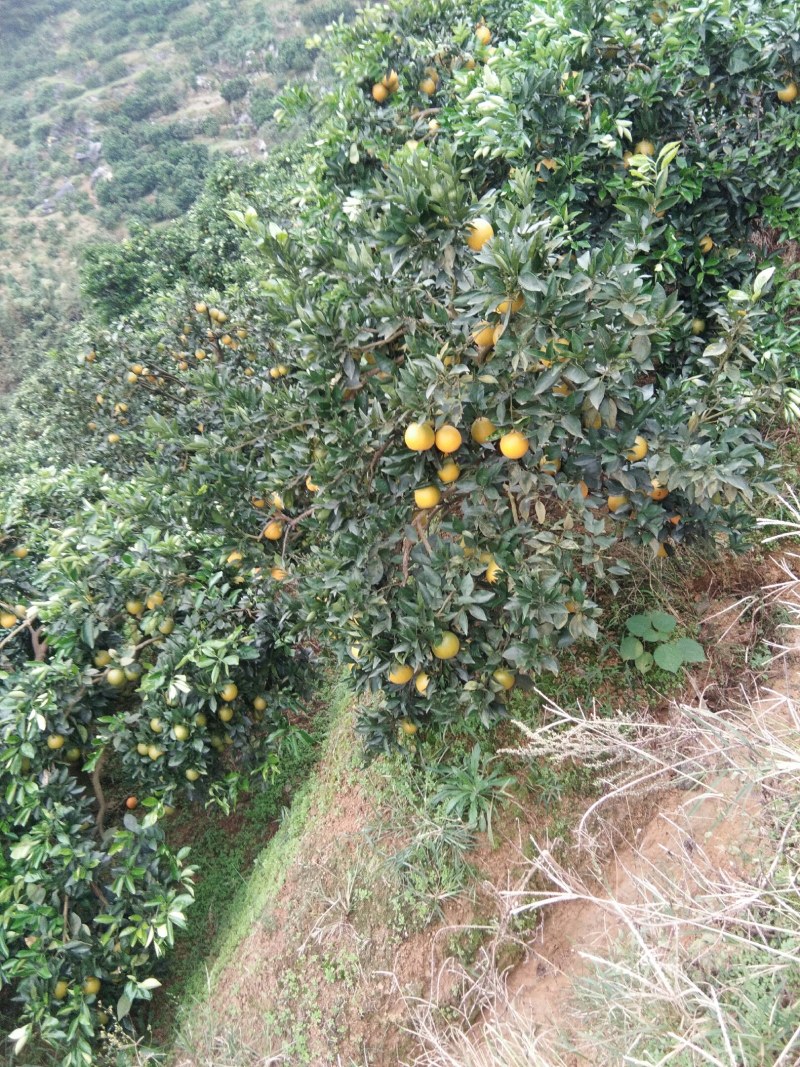 怀化纽荷尔脐橙种植基地