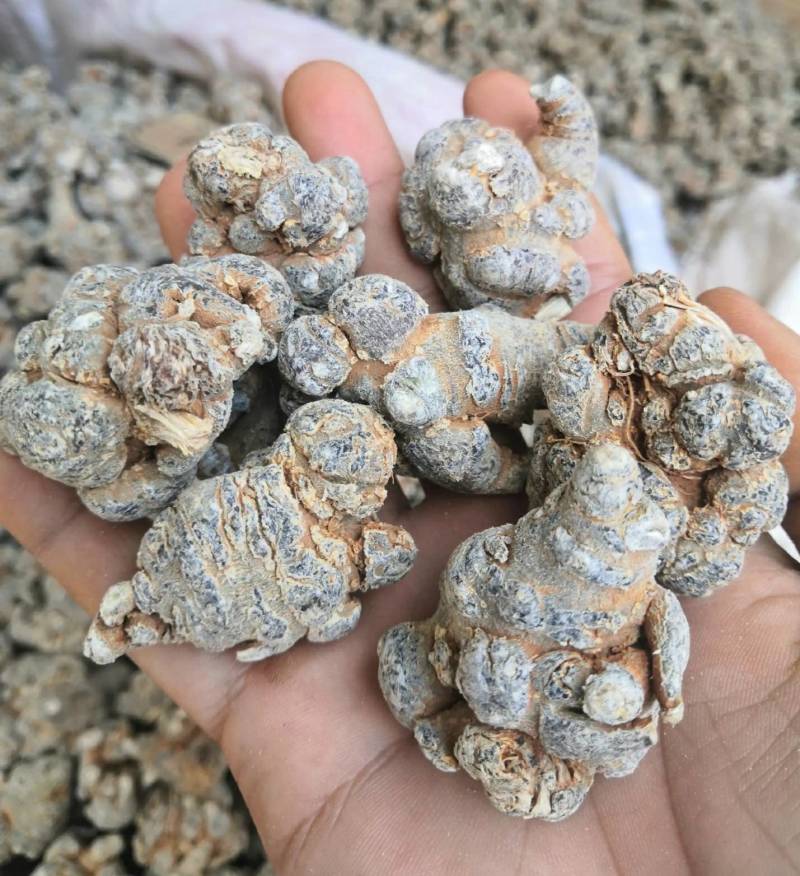 文山三七，正宗文山三七，假一罚万，基地三七。