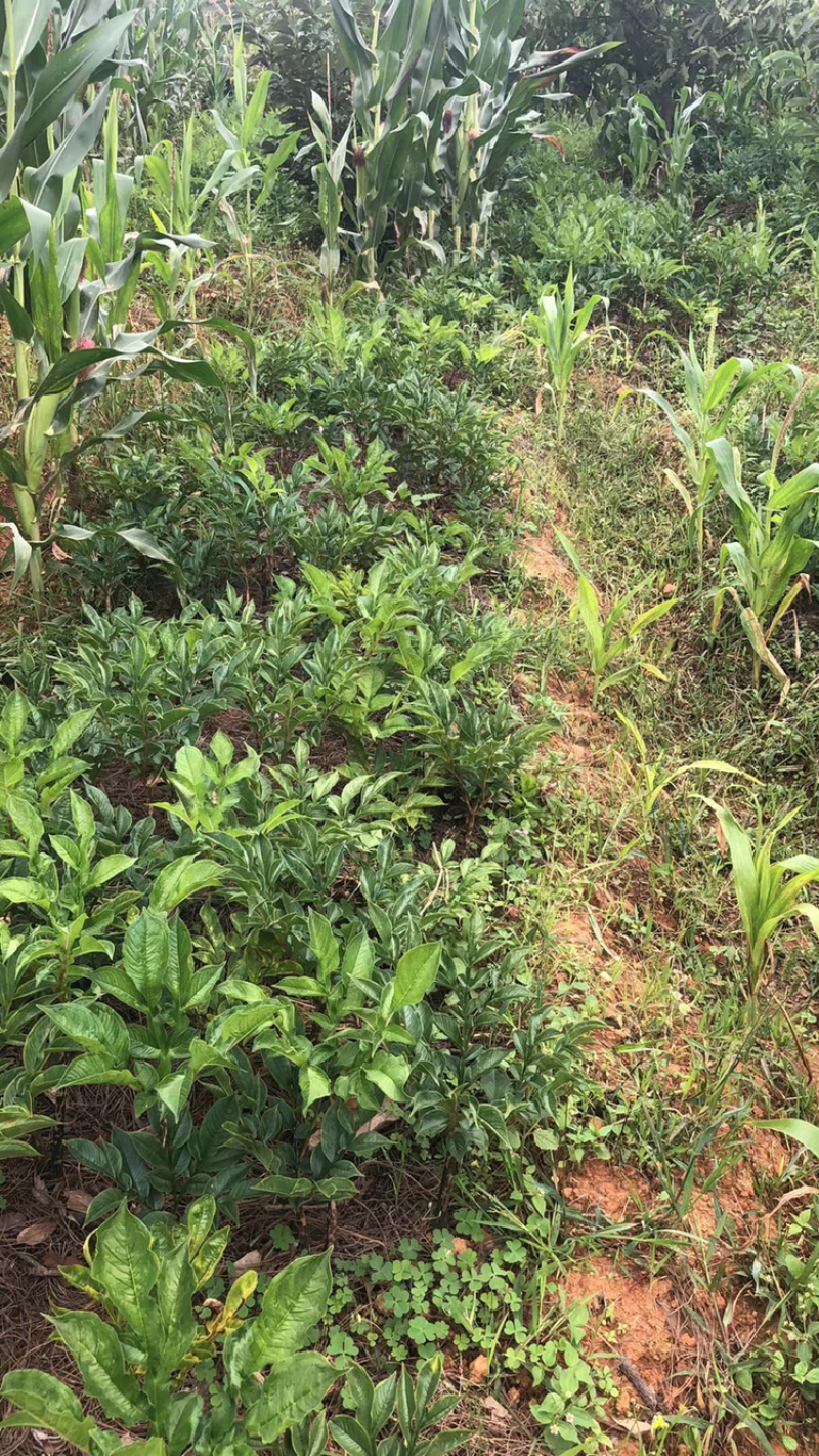 花魔芋需要的老板联系我，