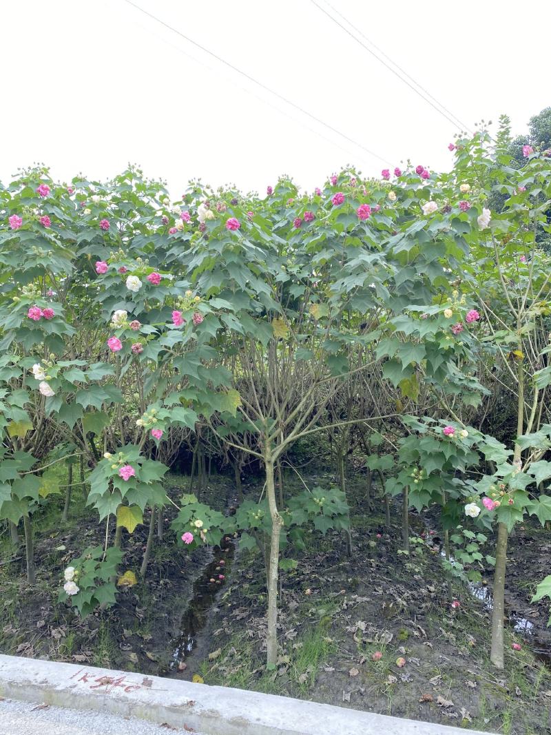 成都木芙蓉，精品木芙蓉，木芙蓉批发，