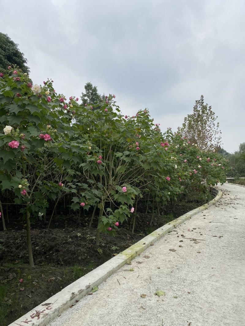 成都木芙蓉，精品木芙蓉，木芙蓉批发，