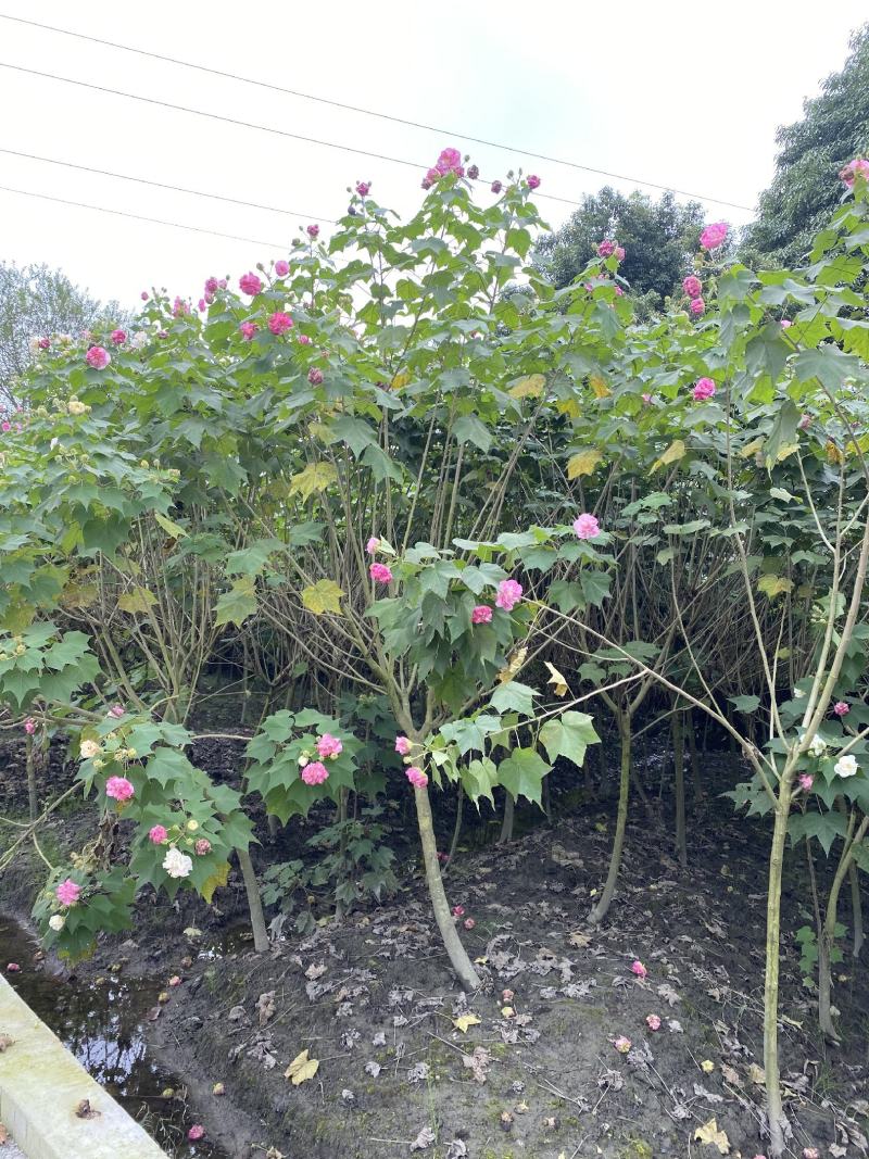 成都木芙蓉，精品木芙蓉，木芙蓉批发，