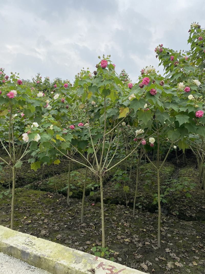 成都木芙蓉，精品木芙蓉，木芙蓉批发，