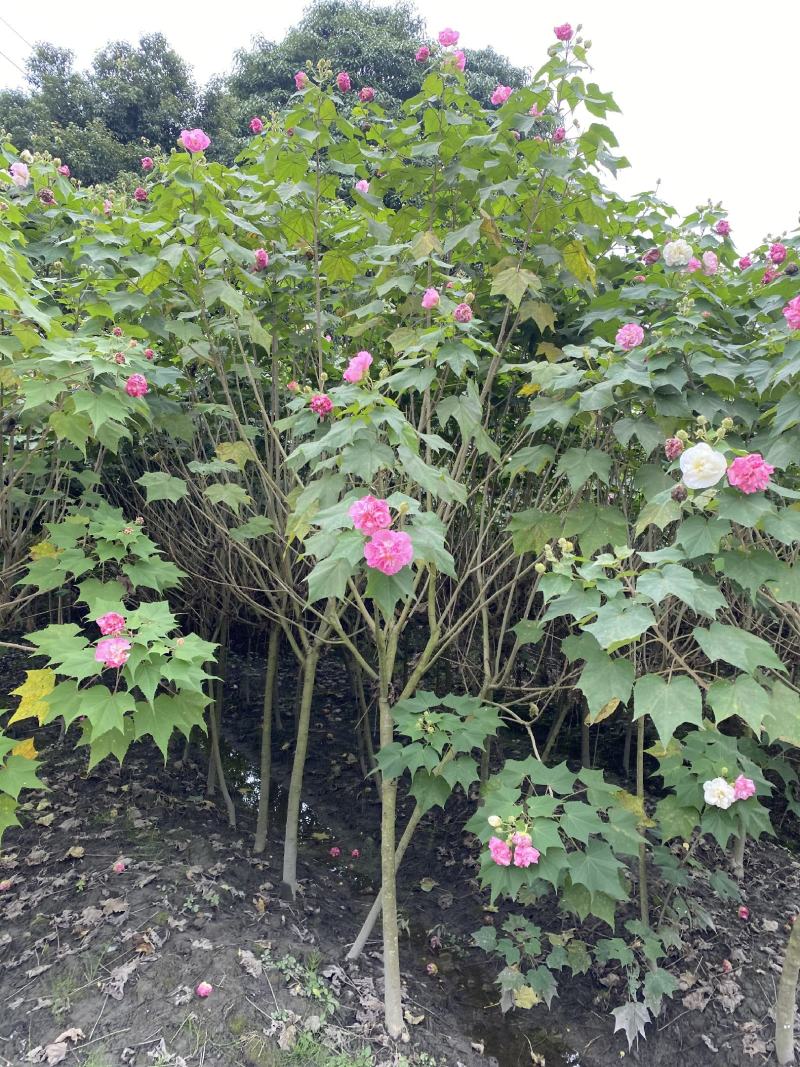 成都木芙蓉，精品木芙蓉，木芙蓉批发，