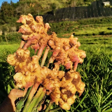 小黄姜大量上市，现挖质量保证