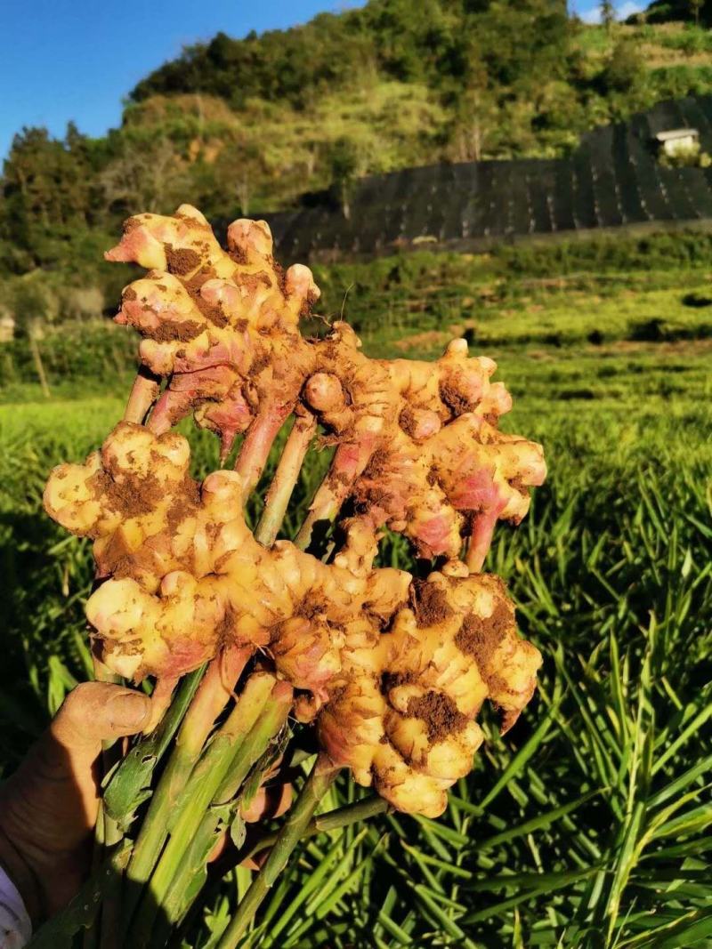 小黄姜大量上市，现挖质量保证