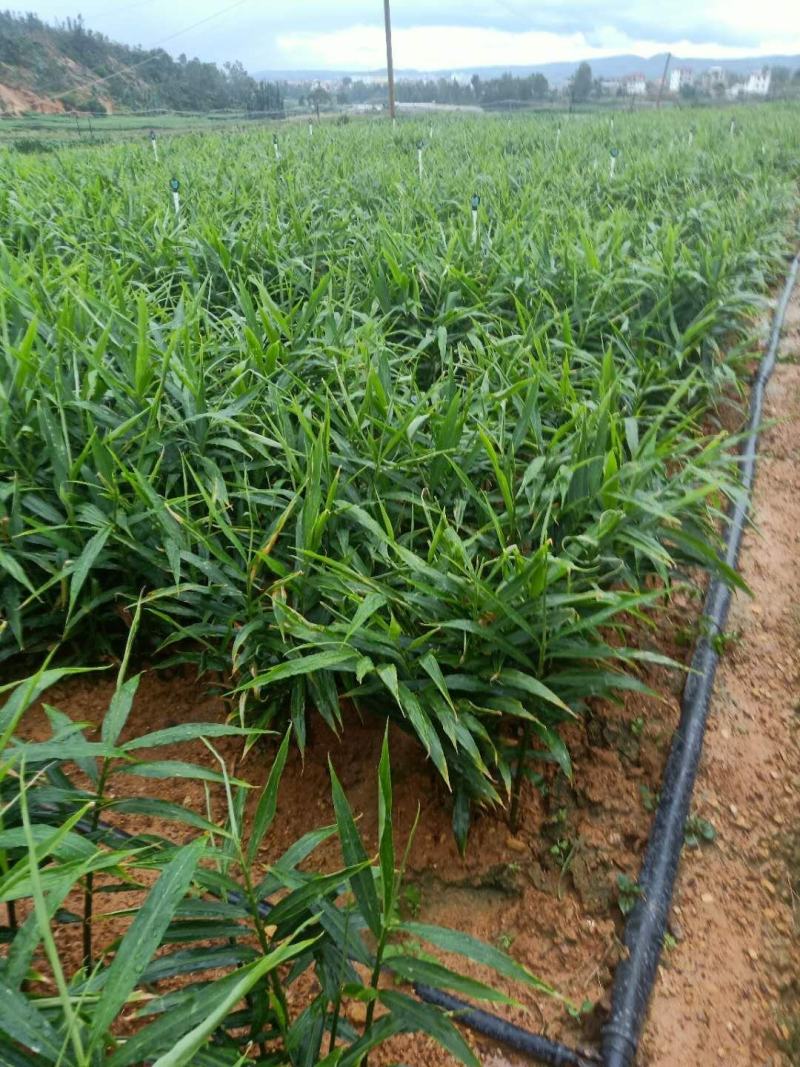 小黄姜大量上市，现挖质量保证