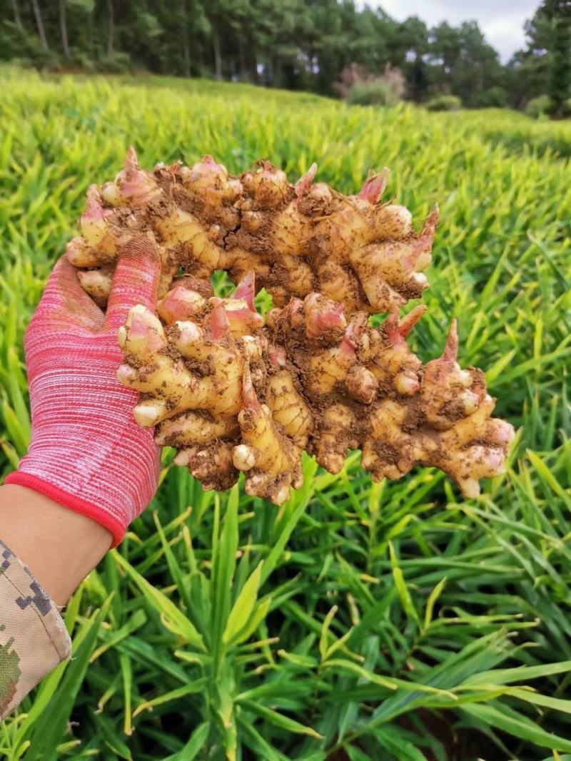 小黄姜大量上市，现挖质量保证
